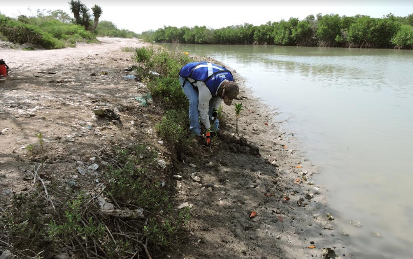 Tres mil plántulas más de Mangle reforestadas en apoyo a la Biodiversidad de Tamaulipas