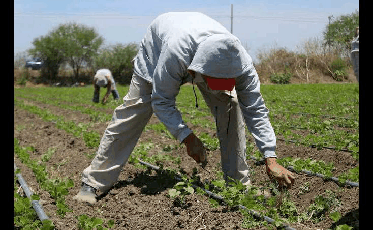 Benefician lluvias a productores de Nuevo Laredo
