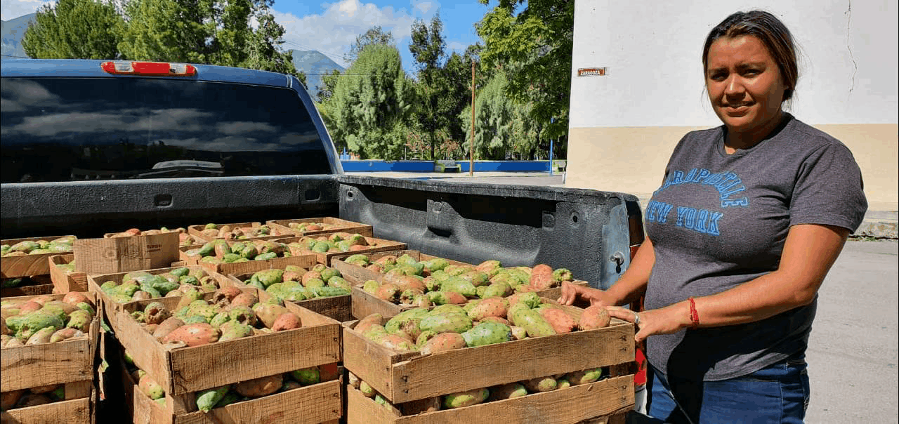 DIF Tamaulipas ayuda a familias de Miquihuana a vender Tunas