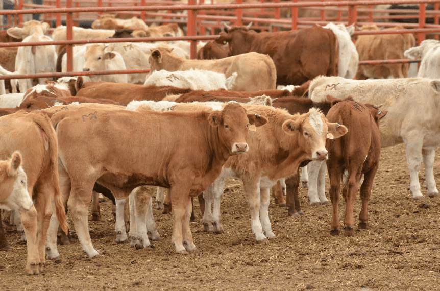 Tamaulipas exportó más de 154 mil cabezas de ganado en ciclo 2019-2020