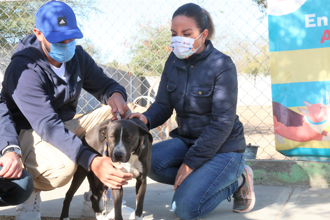 Invitan a adoptar animales