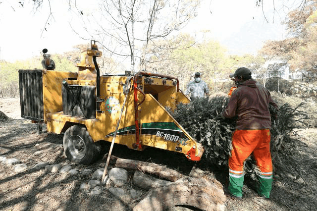 Recicla Monterrey dos mil 330 pinos navideños