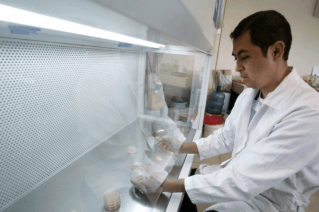 Premia UAT proyecto de biotecnología en manejo de plantas medicinales