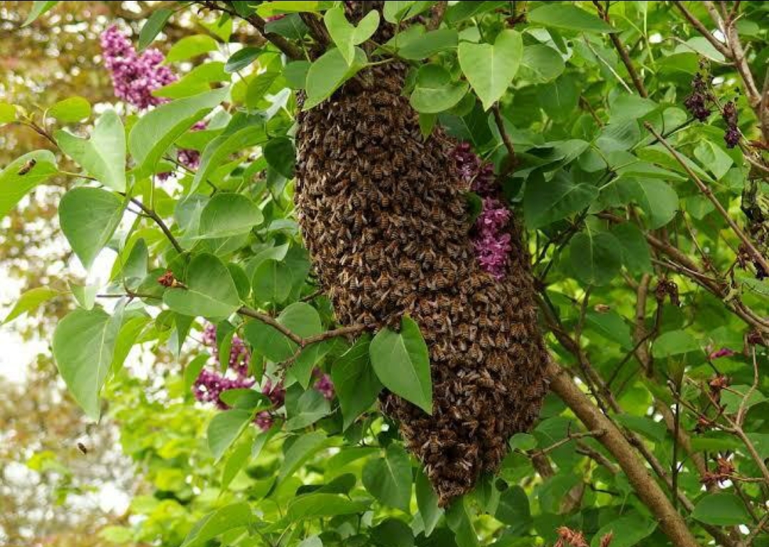 Alerta PCyB no provocar enjambres de abejas