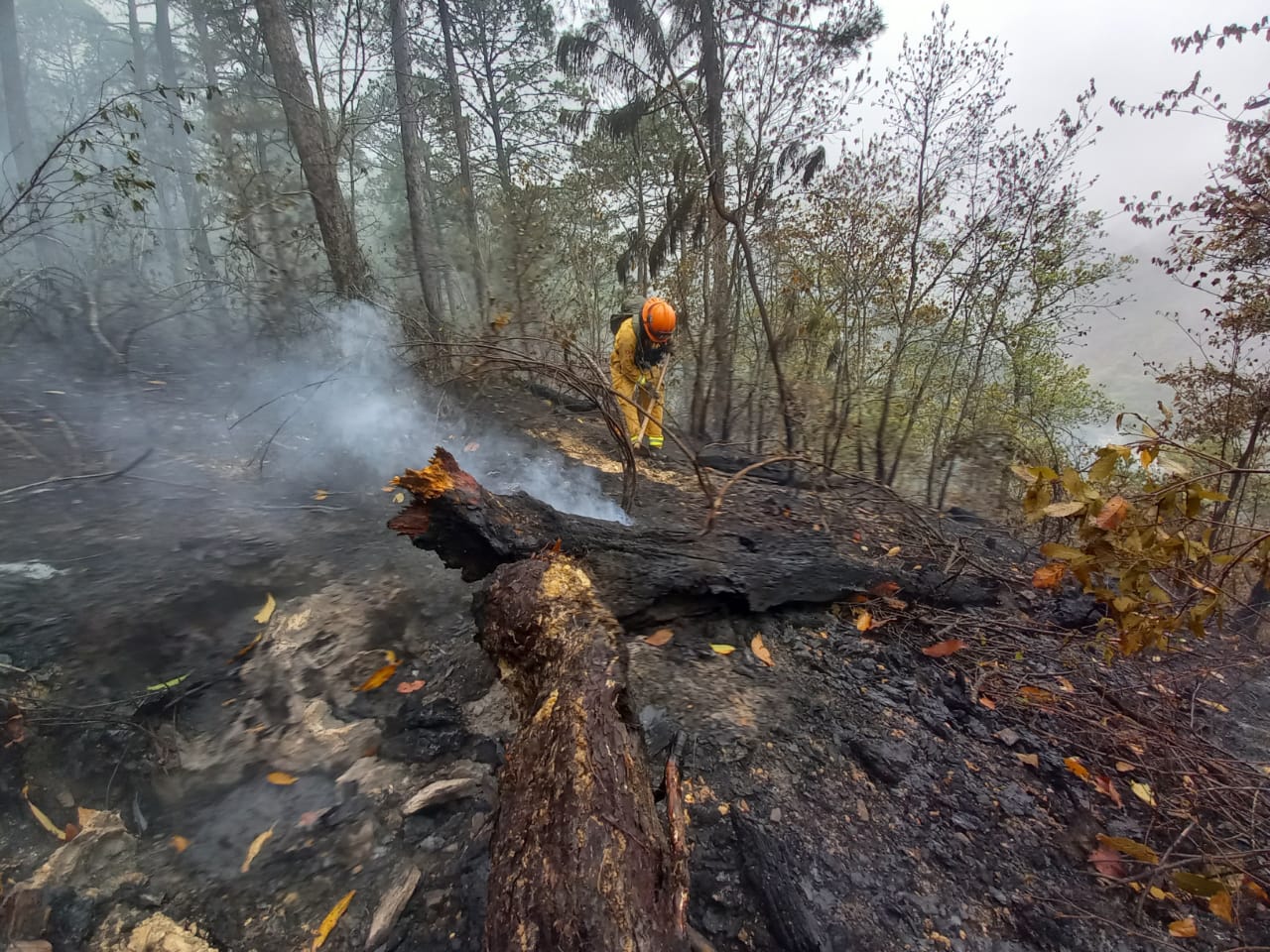 Formaliza NL solicitud de declaratoria de emergencia por incendio forestal