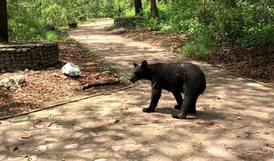 Rescatan ejemplar de oso negro en zona sur de Monterrey