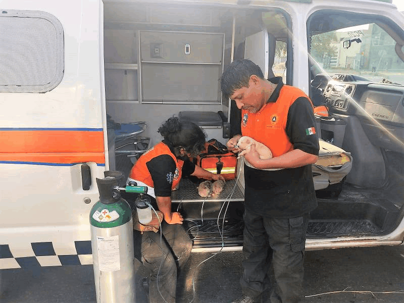 Policías de Escobedo salvan cachorros de incendio en terreno baldío