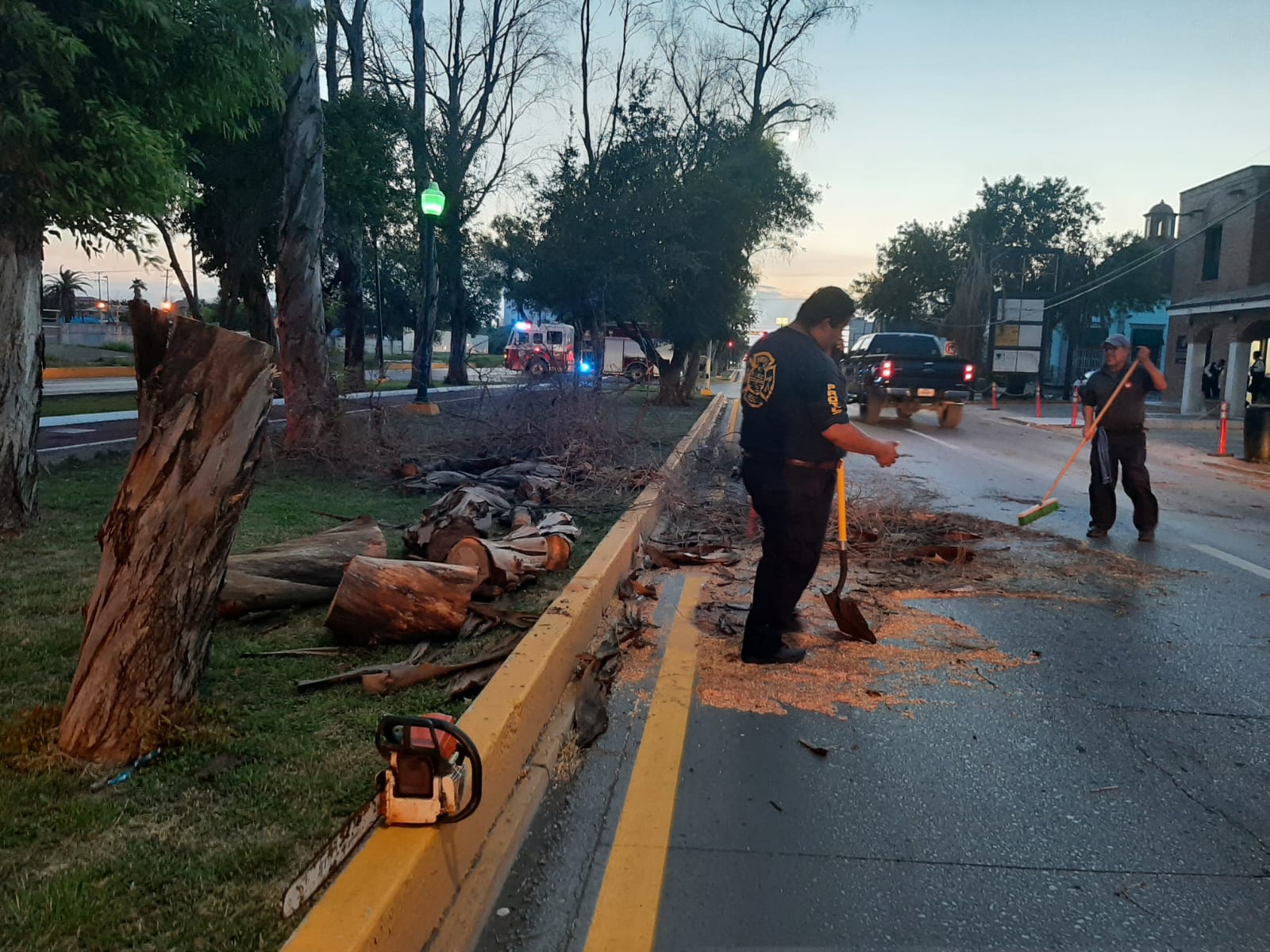 Tala PCyB árboles dañados en andador de Paseo Colón