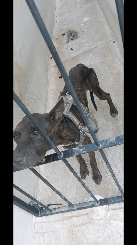 Rescatan en Juárez a perro en situación crítica de abandono