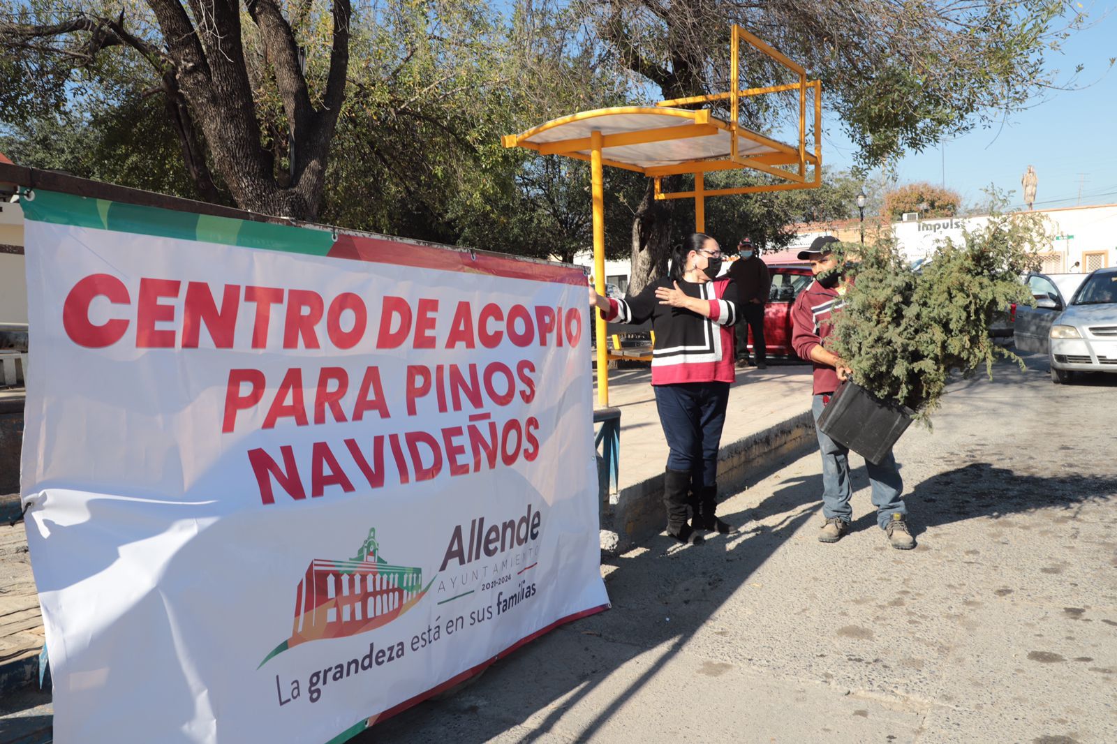 Invita Allende a llevar pino natural al centro de acopio