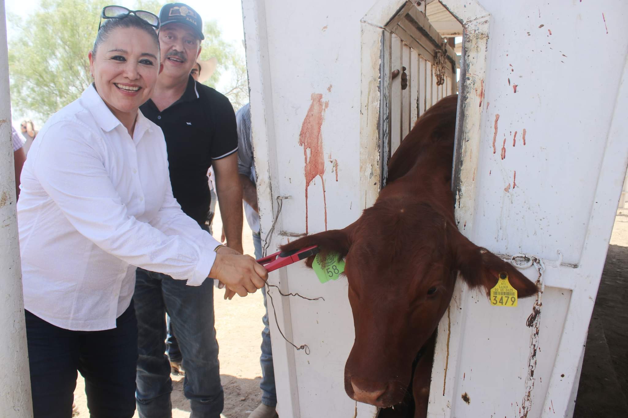 Presenció Diana Haro registro del becerro gordo