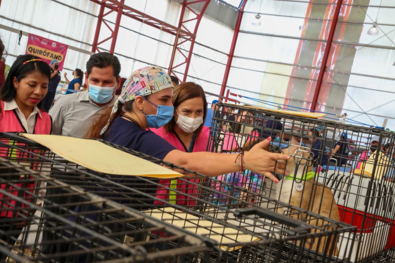Realizan jornada masiva de estirilización de mascotas en Guadalupe