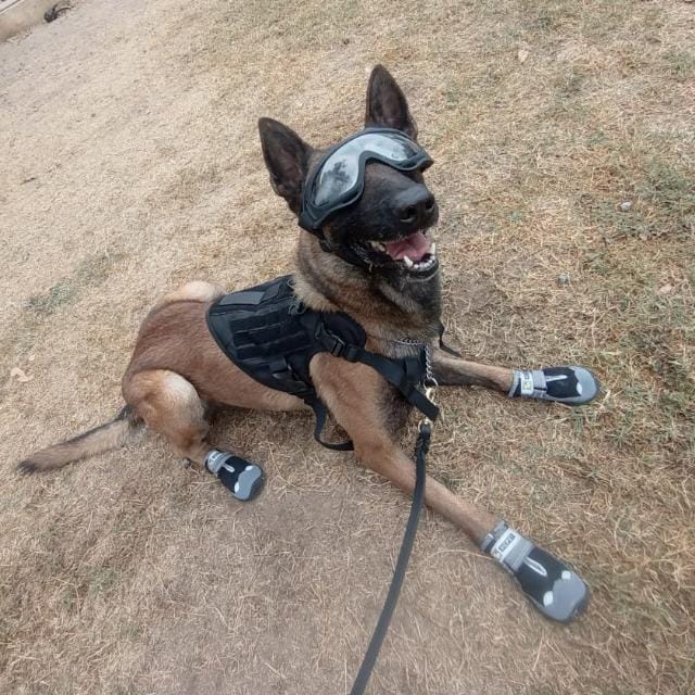 Binomio canino de la Guardia Estatal asiste a Diplomado Nacional para Perros Multipropósito