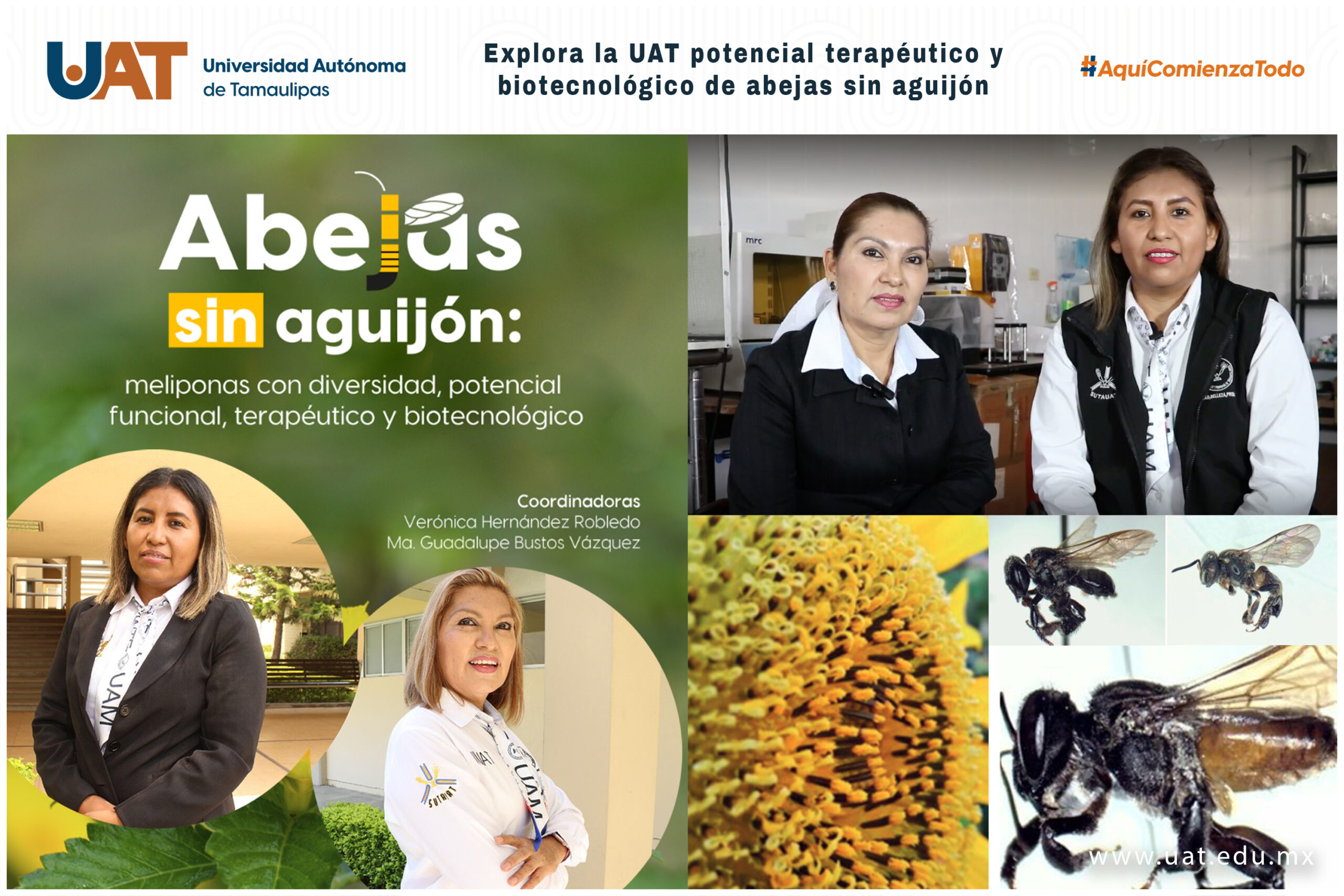Explora la UAT potencial terapéutico y biotecnológico de abejas sin aguijón