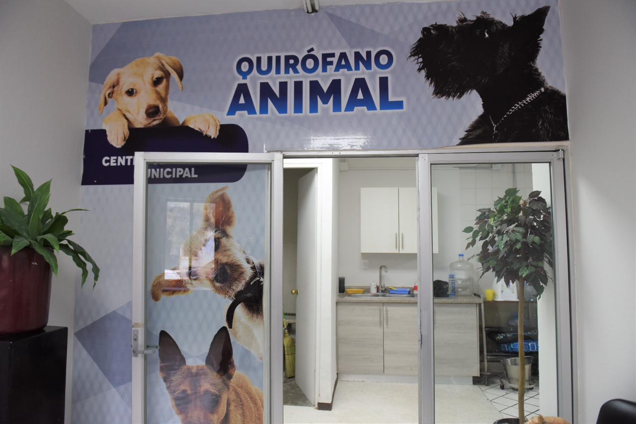 En Torreón incrementan las esterilizaciones de animales de compañía