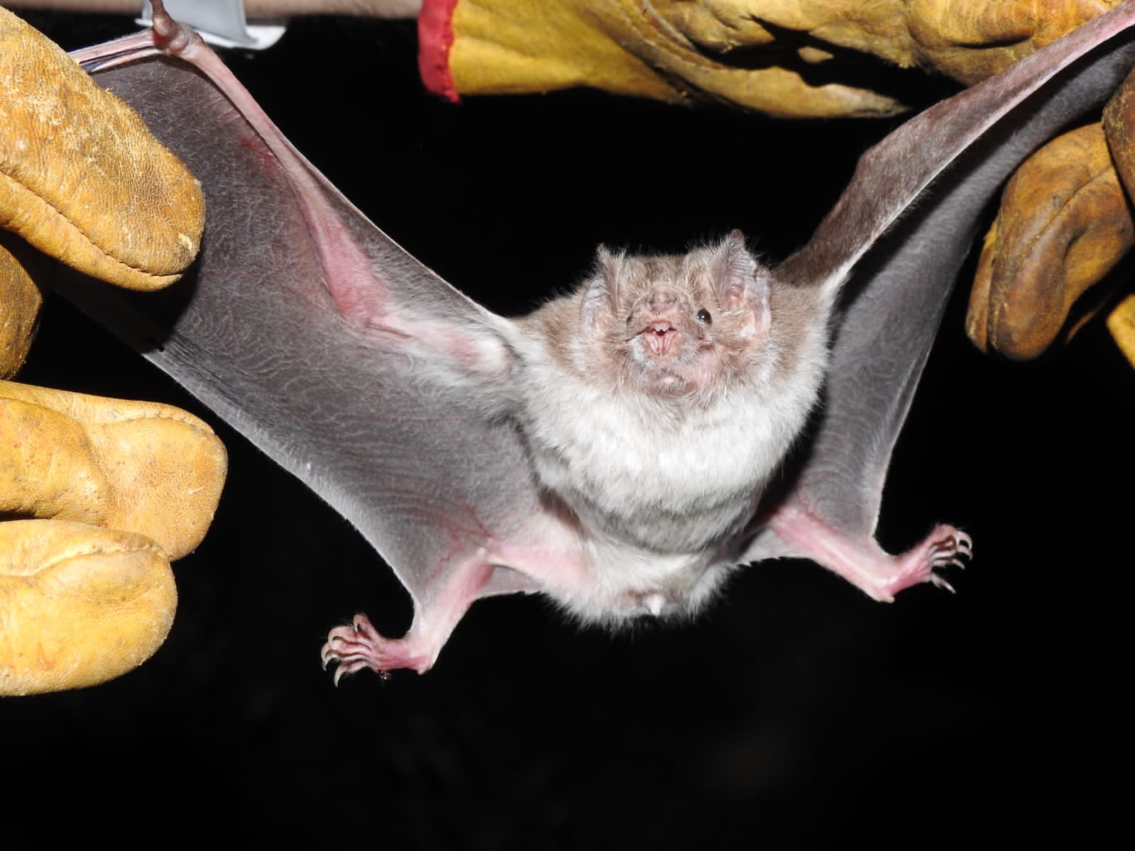 Estudia UAT la importancia de los murciélagos en ecosistemas de Tamaulipas