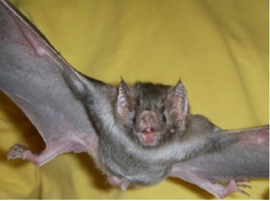 Cambio climático modifica distribución del murciélago transmisor de la rabia