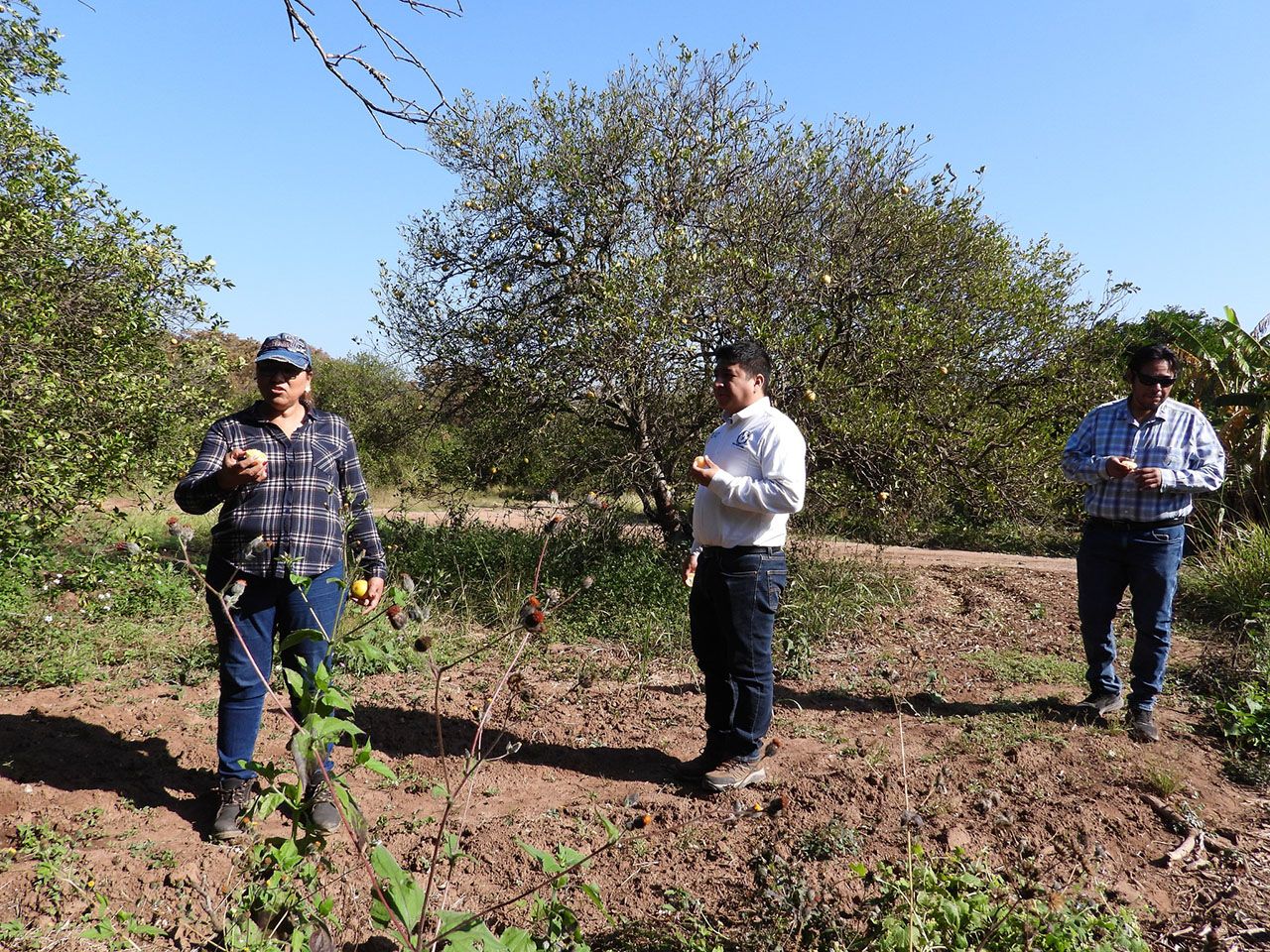 Experimenta UAT bioinsecticida para combatir el dragón amarillo