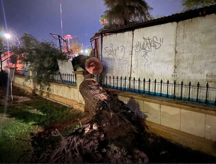 Protección Civil y Bomberos de Torreón atiende reporte por árbol caído en la Alameda Zaragoza
