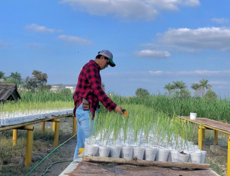 Desarrolla la UAT nuevas variedades de caña de azúcar en El Mante