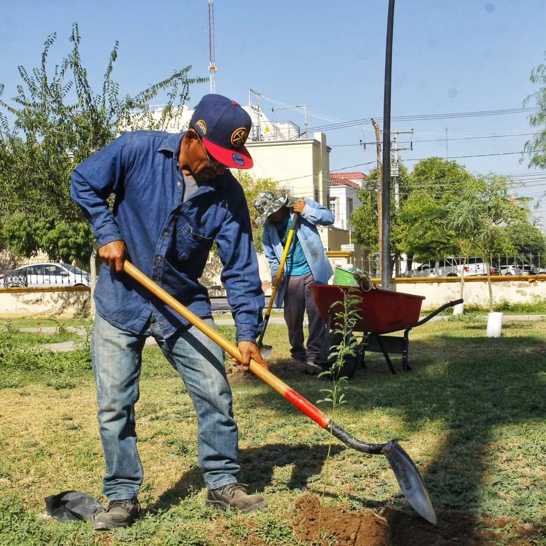 Reforesta Torreón la Alameda Zaragoza con 150 especies de mezquite