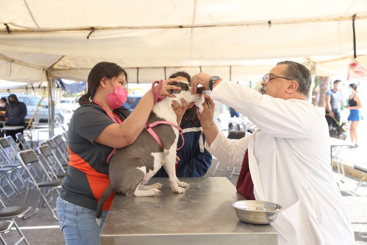 Nuevo Laredo ejemplo en brindar vida digna a caninos y felinos rescatados