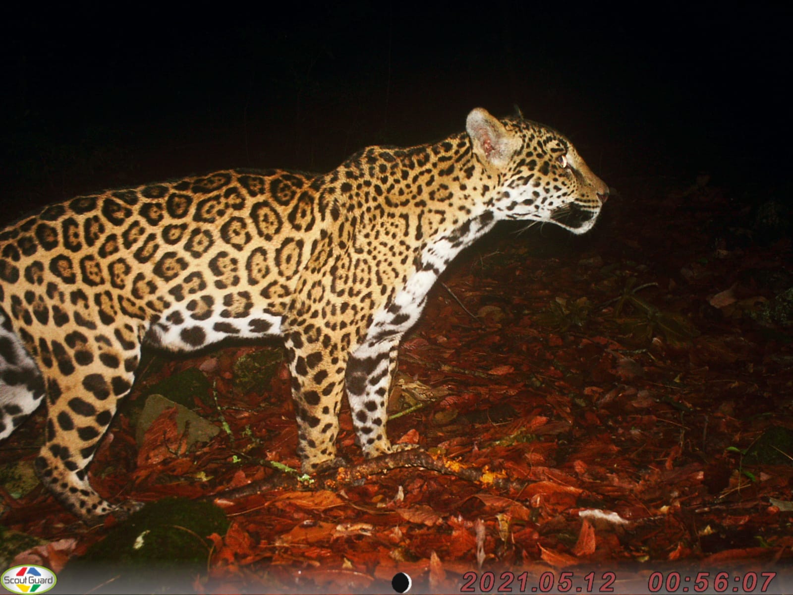 Estudia UAT poblaciones de jaguar en corredor biológico tamaulipeco