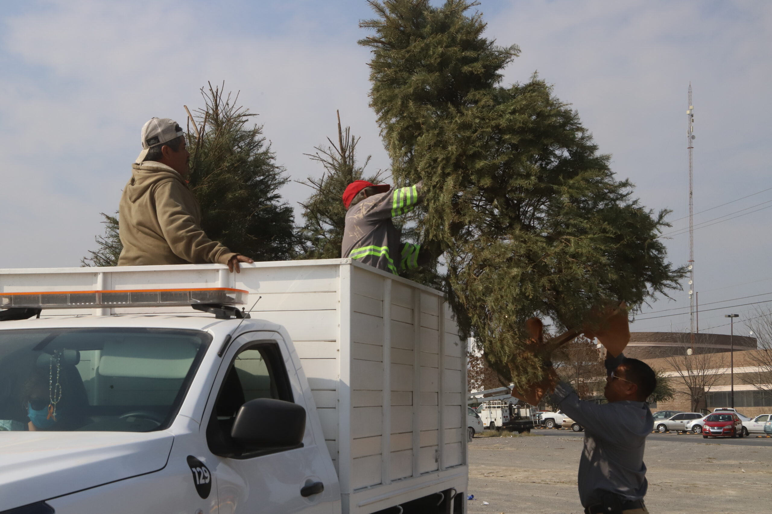 Prepara García centros de acopio para reciclar los pinos navideños