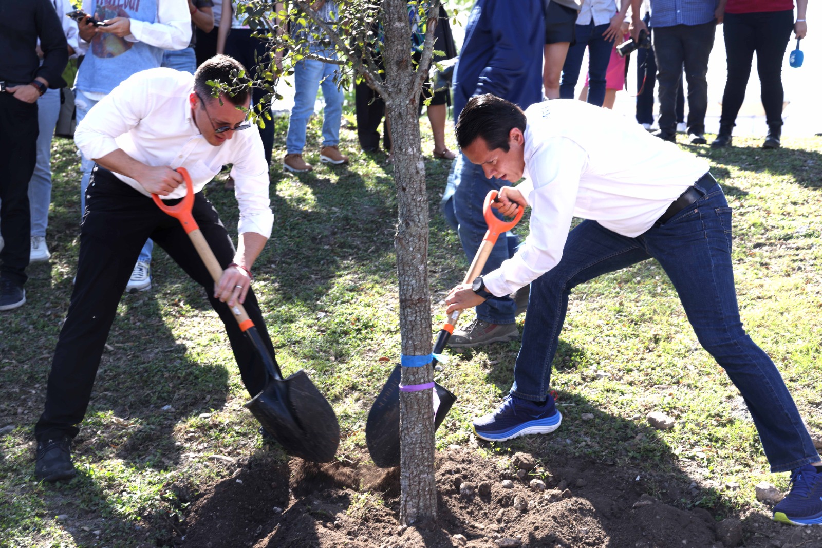 Unen esfuerzos alcaldes de San Nicolás y Monterrey por el medio ambiente; plantan 50 encinos