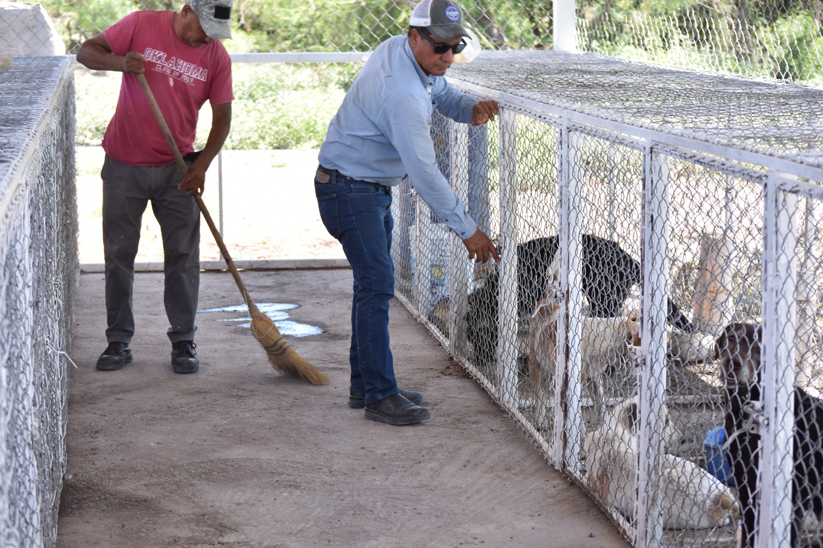 Invitan en Sabinas a adoptar un perro