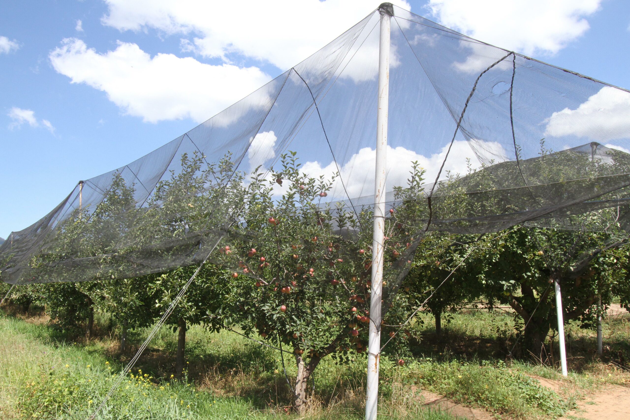 Implementa Coahuila programa para el cultivo de manzano