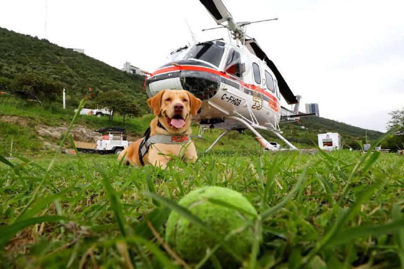 Alista “Joe”, perro rescatista de PC, su jubilación