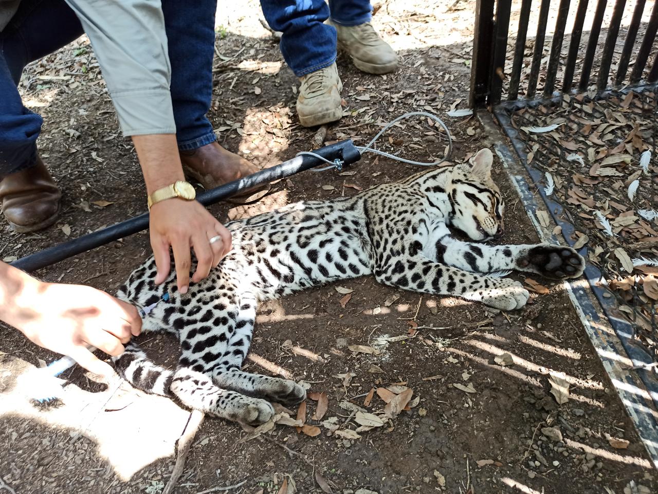 Realiza la UAT un estudio para la protección del ocelote en Tamaulipas