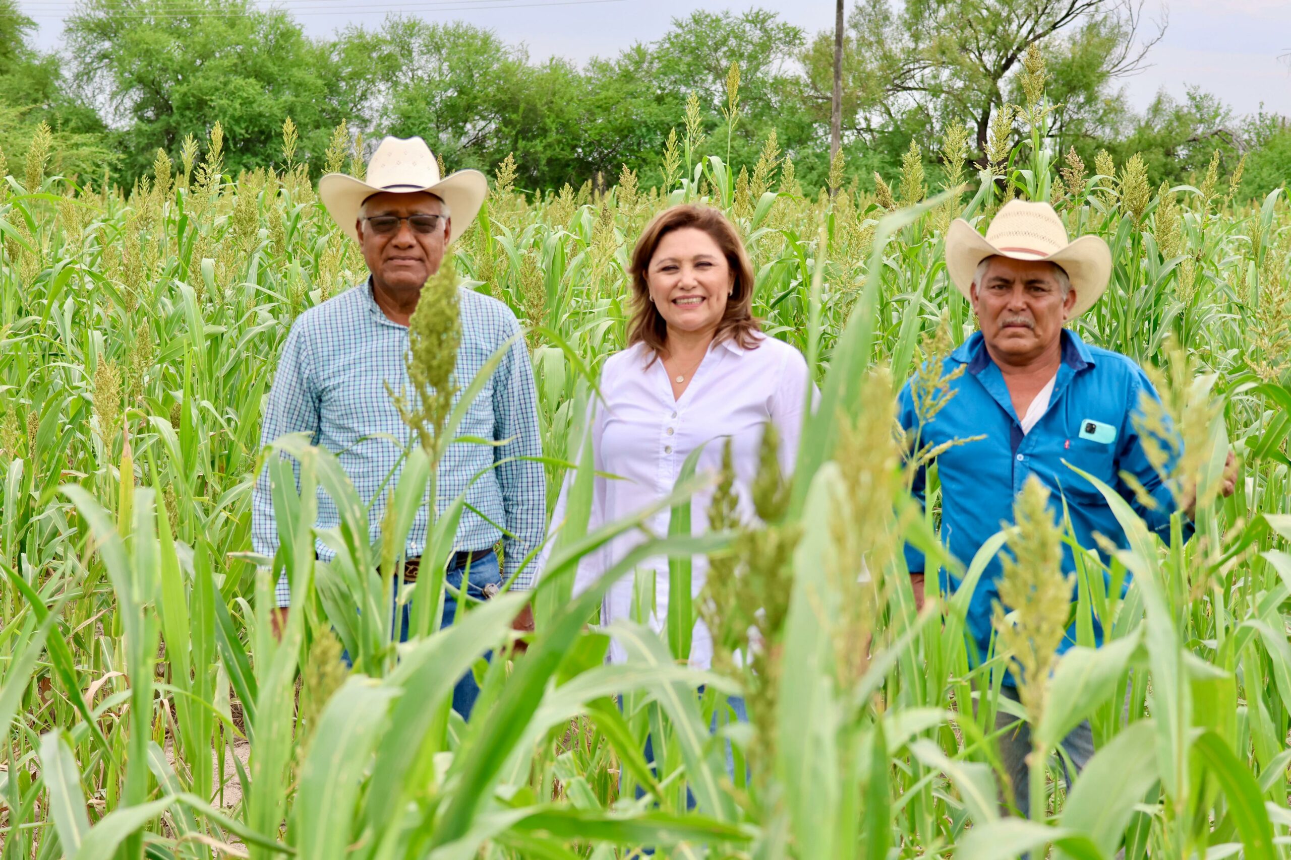 Levantan cosecha de sorgo productores del campo en Sabinas