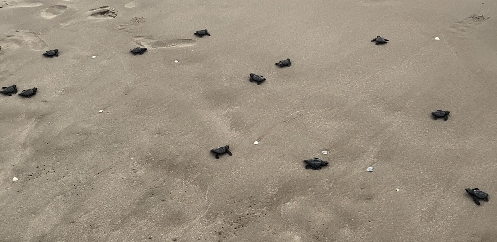 Cerró temporada de tortuga lora con 150 mil crías liberadas al mar