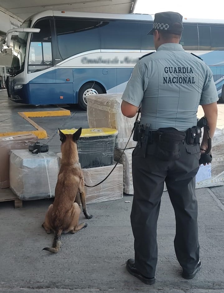 En Coahuila, Guardia Nacional detecta un aproximado de 10.5 kilos de posible marihuana en envío de paqueteria