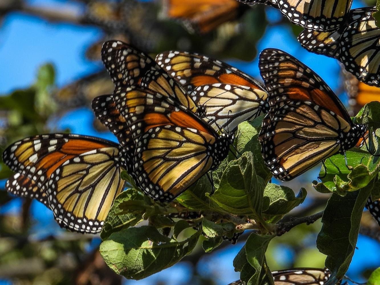 Invita Comisión de Parques al Festival de la Mariposa Monarca en Gómez Farías