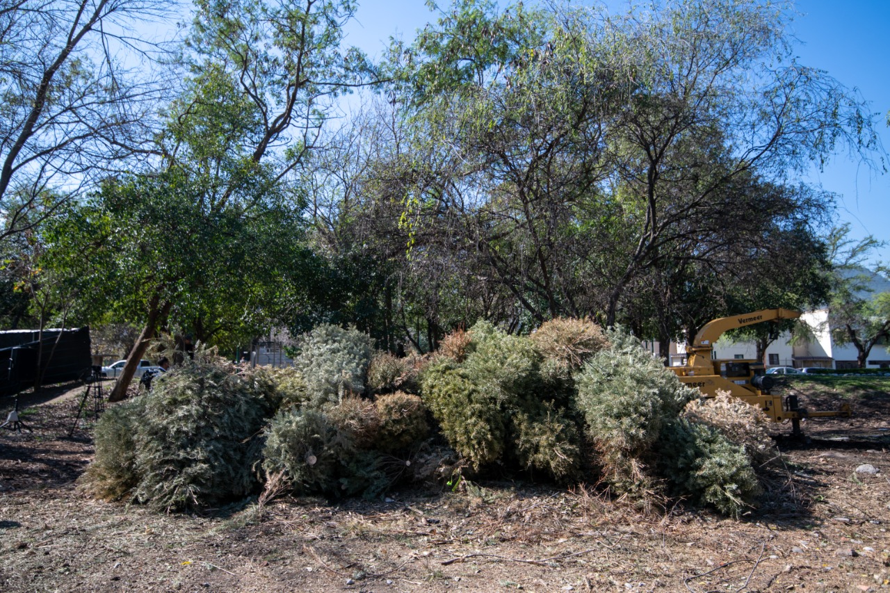 Inicia Monterrey con acopio de pinos navideños naturales