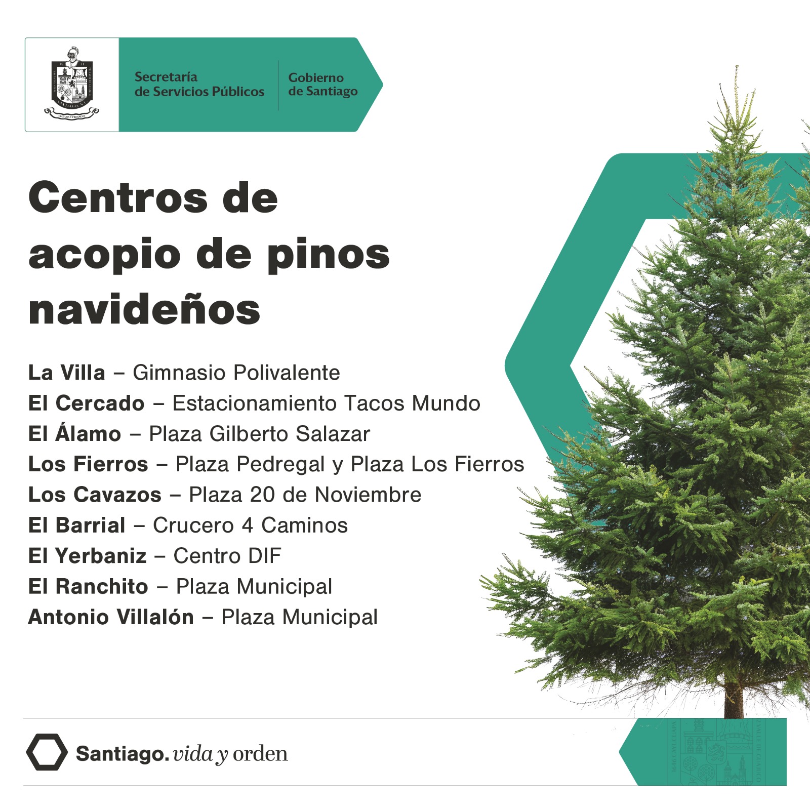 Facilitan en Santiago el confinamiento de pinos navideños con 10 centro de acopio