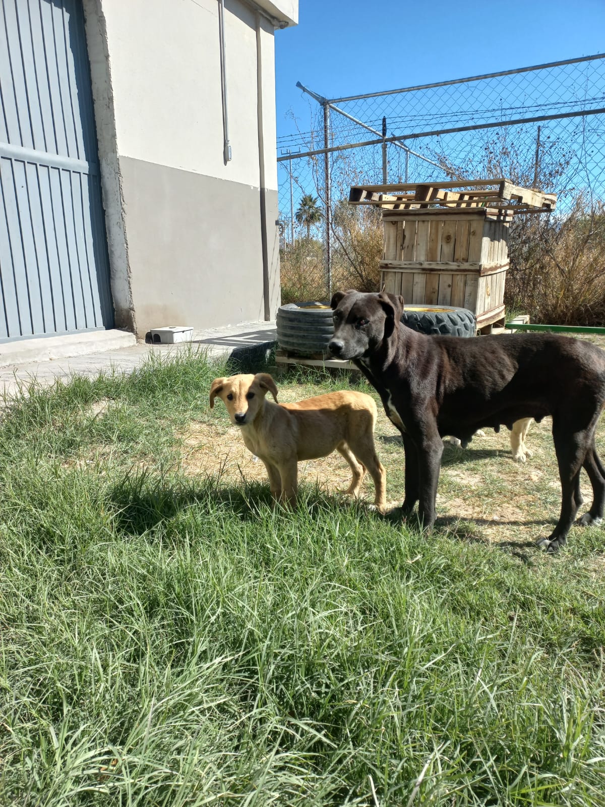 Frontera con orden y rumbo en la protección de los animales ante bajas temperaturas