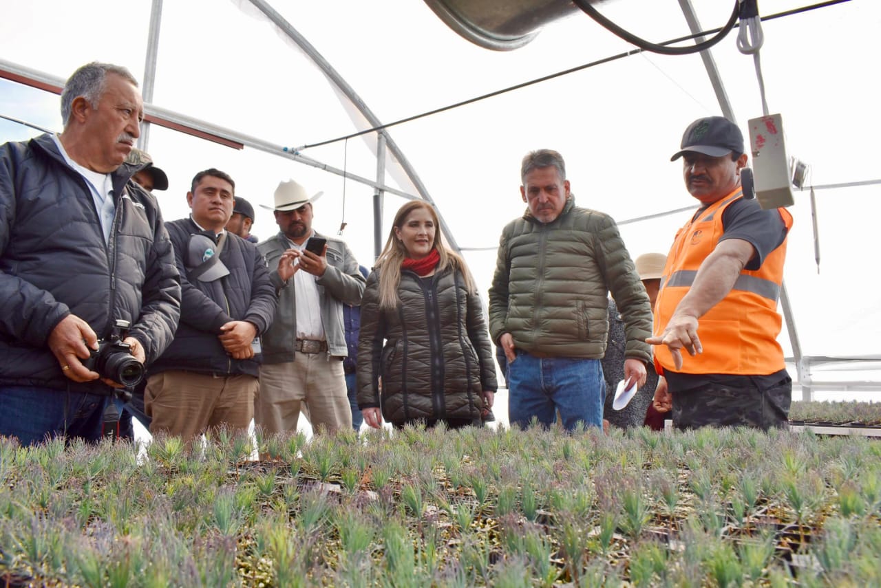 Durango es ejemplo nacional en manejo forestal y comercialización de bonos de carbono