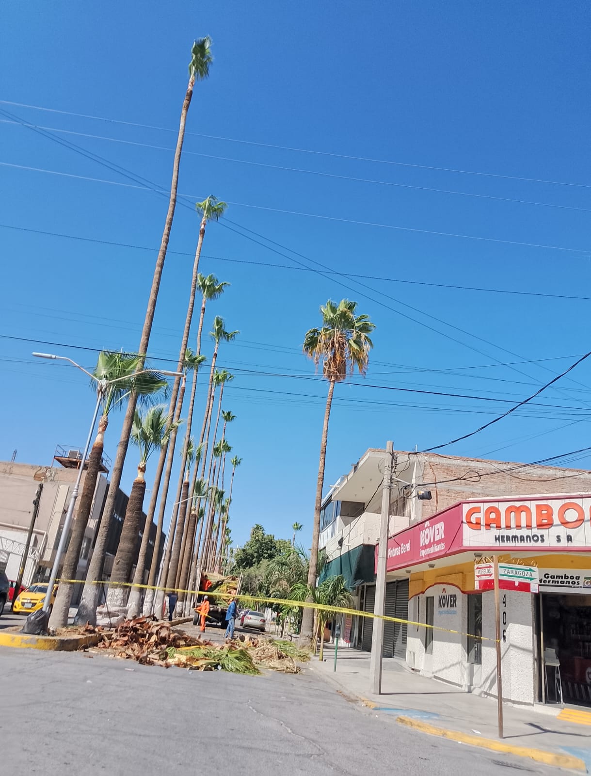 Realizan poda de palmeras en el centro de Torreón