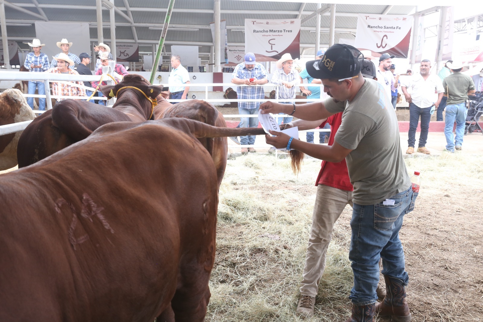 Prepara Desarrollo Rural evento de Mejoramiento Genético 2025 Prepara Desarrollo Rural evento de Mejoramiento Genético 2025