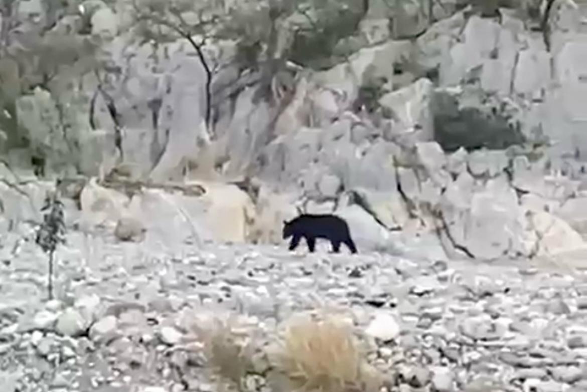 Cierran parcialmente La Huasteca por presencia de oso Cierran parcialmente La Huasteca por presencia de oso