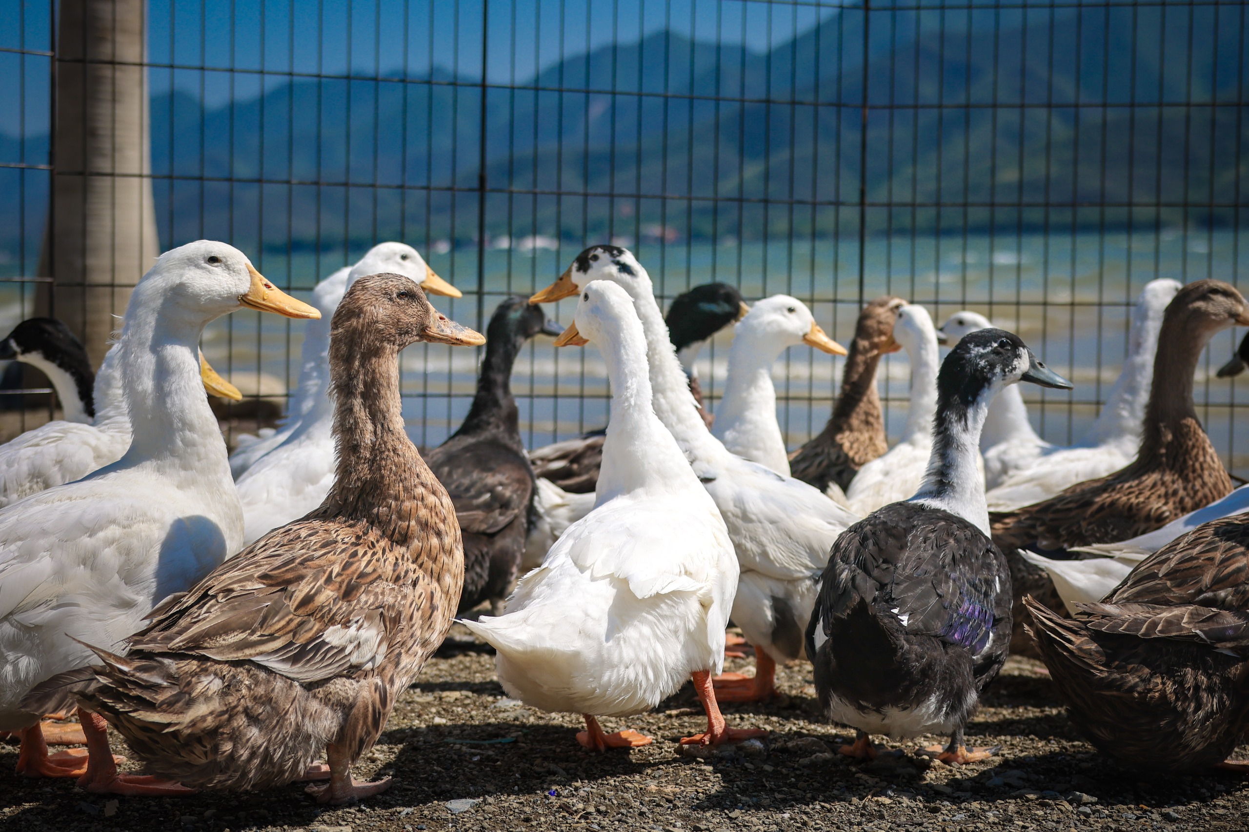 Santiago y San Nicolás firman convenio de colaboración para el rescate de especies y liberan patos, en el Día Internacional de la Diversidas Biológica