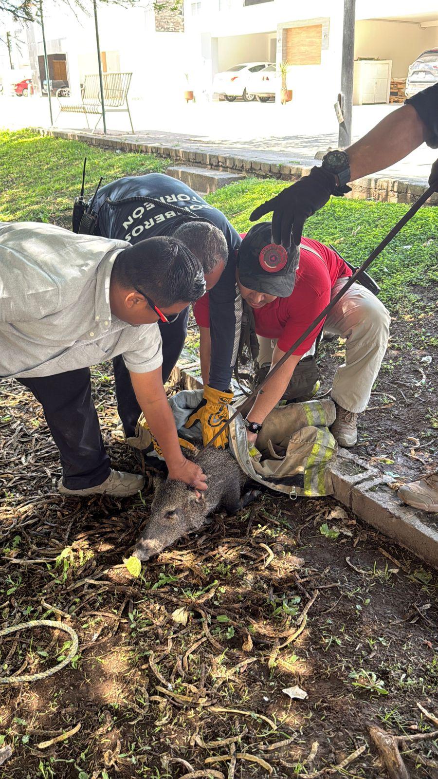 POLICÍA DE TORREÓN REALIZA RESCATE DE JABALÍ CON APOYO DE UNIDAD K9 Y DRON EN EL SECTOR VIÑEDOS POLICÍA DE TORREÓN REALIZA RESCATE DE JABALÍ CON APOYO DE UNIDAD K9 Y DRON EN EL SECTOR VIÑEDOS