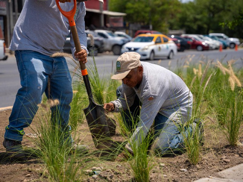 Juárez inicia la primera etapa del Andador Verde con la siembra de casi 4 mil árboles Juárez inicia la primera etapa del Andador Verde con la siembra de casi 4 mil árboles