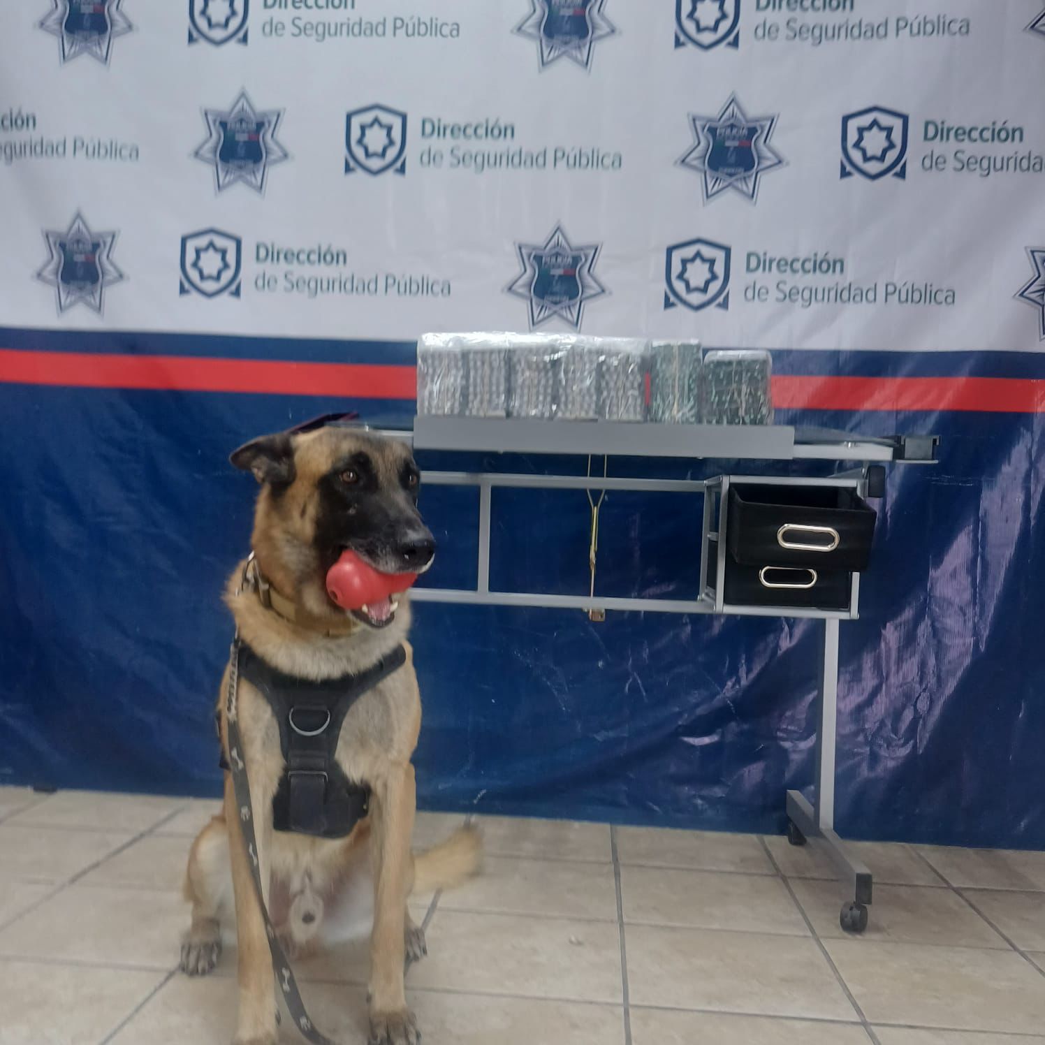 Aseguramiento de paquete con sustancias controladas en central de camiones de Torreón Aseguramiento de paquete con sustancias controladas en central de camiones de Torreón