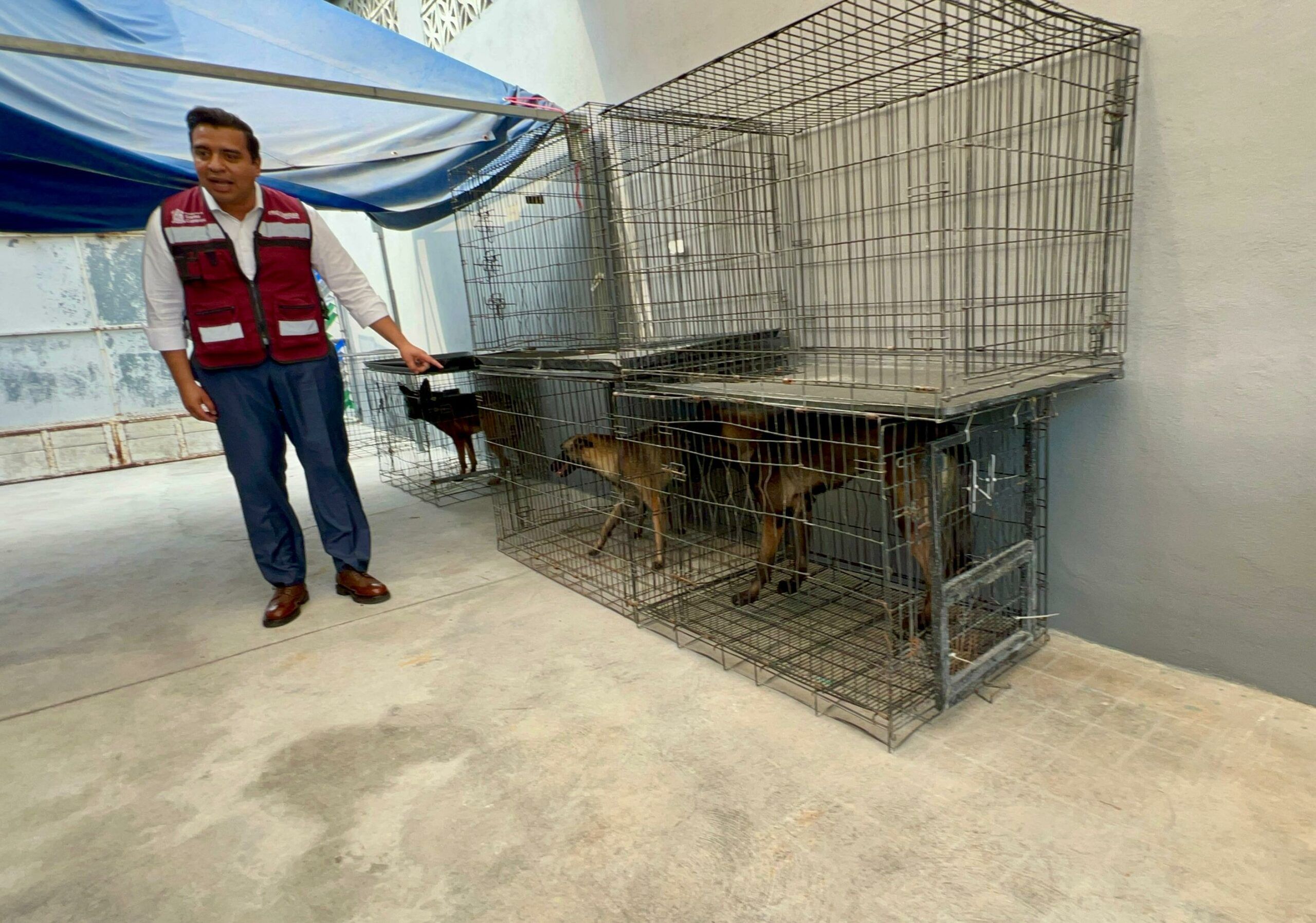 Cuenta y muestra Jesús Nava perros vivos