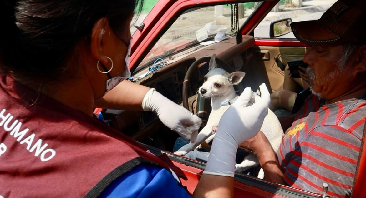 Lleva Jesús Nava atención veterinaria a colonias